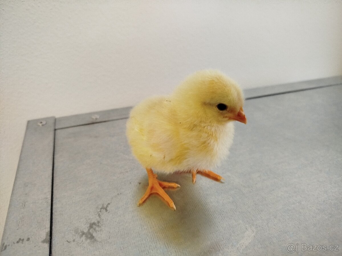 Kuřata - 3