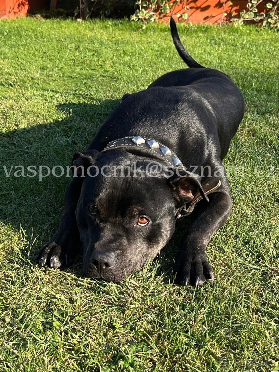 Pitbull ke krytí - 3