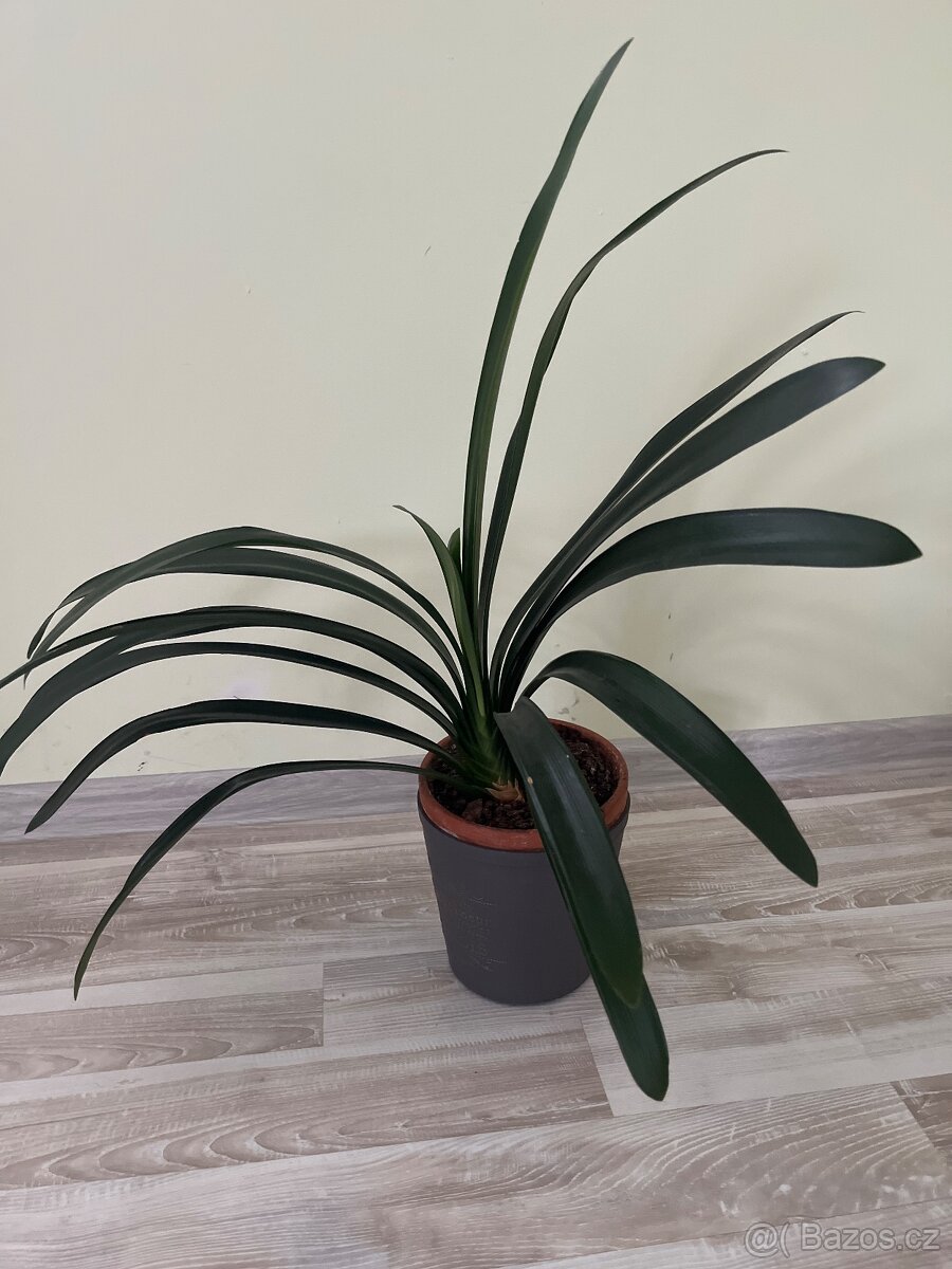 Pokojová rostlina- Klívie - 3