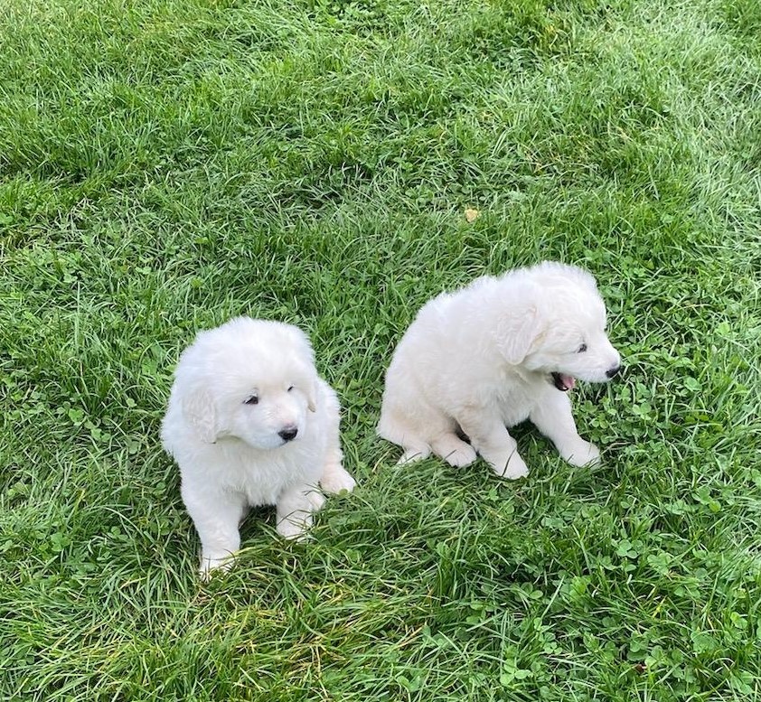 Slovenský čuvač - štěňata bez PP - 3