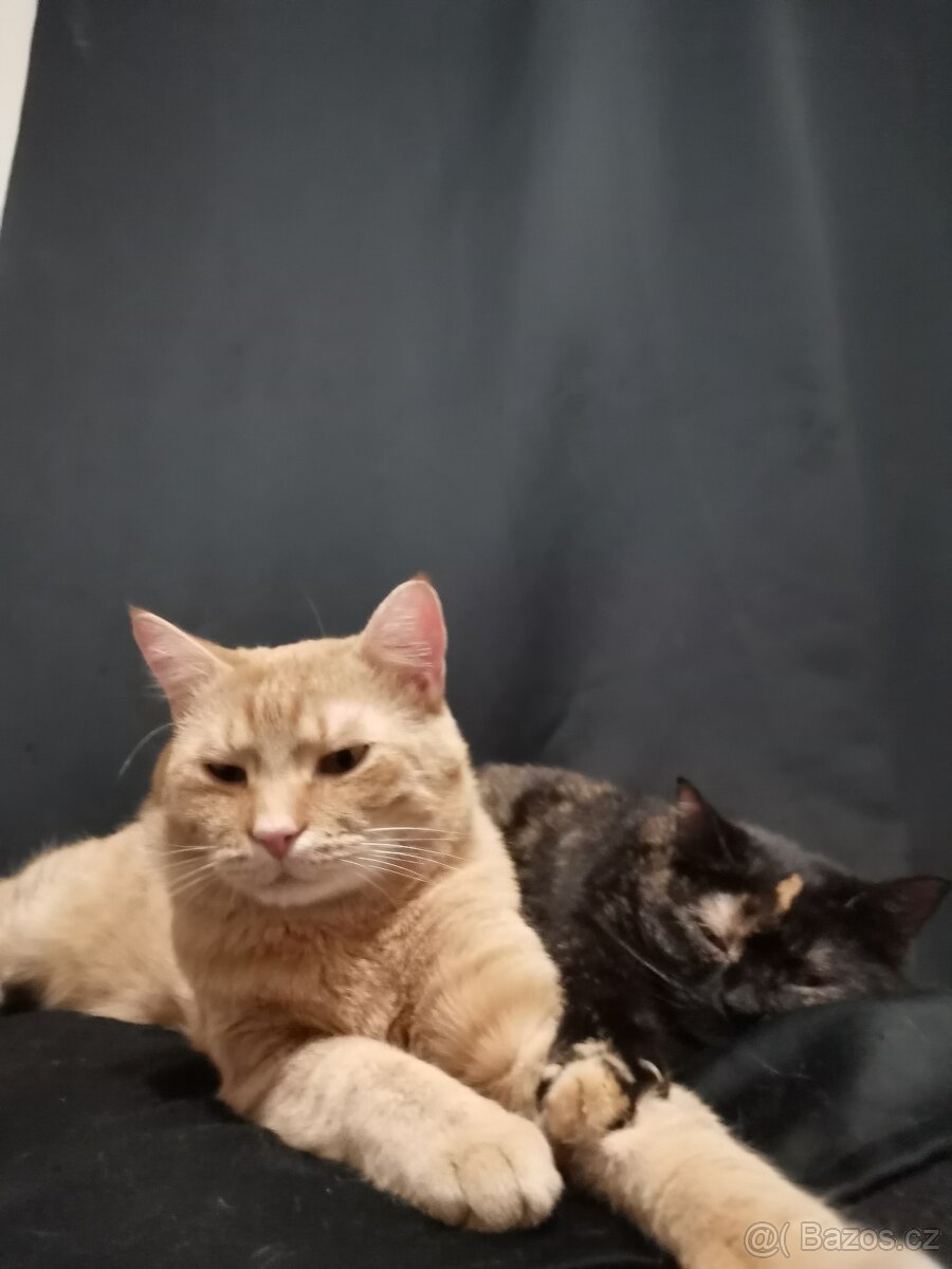 Daruji kočičáky - 3