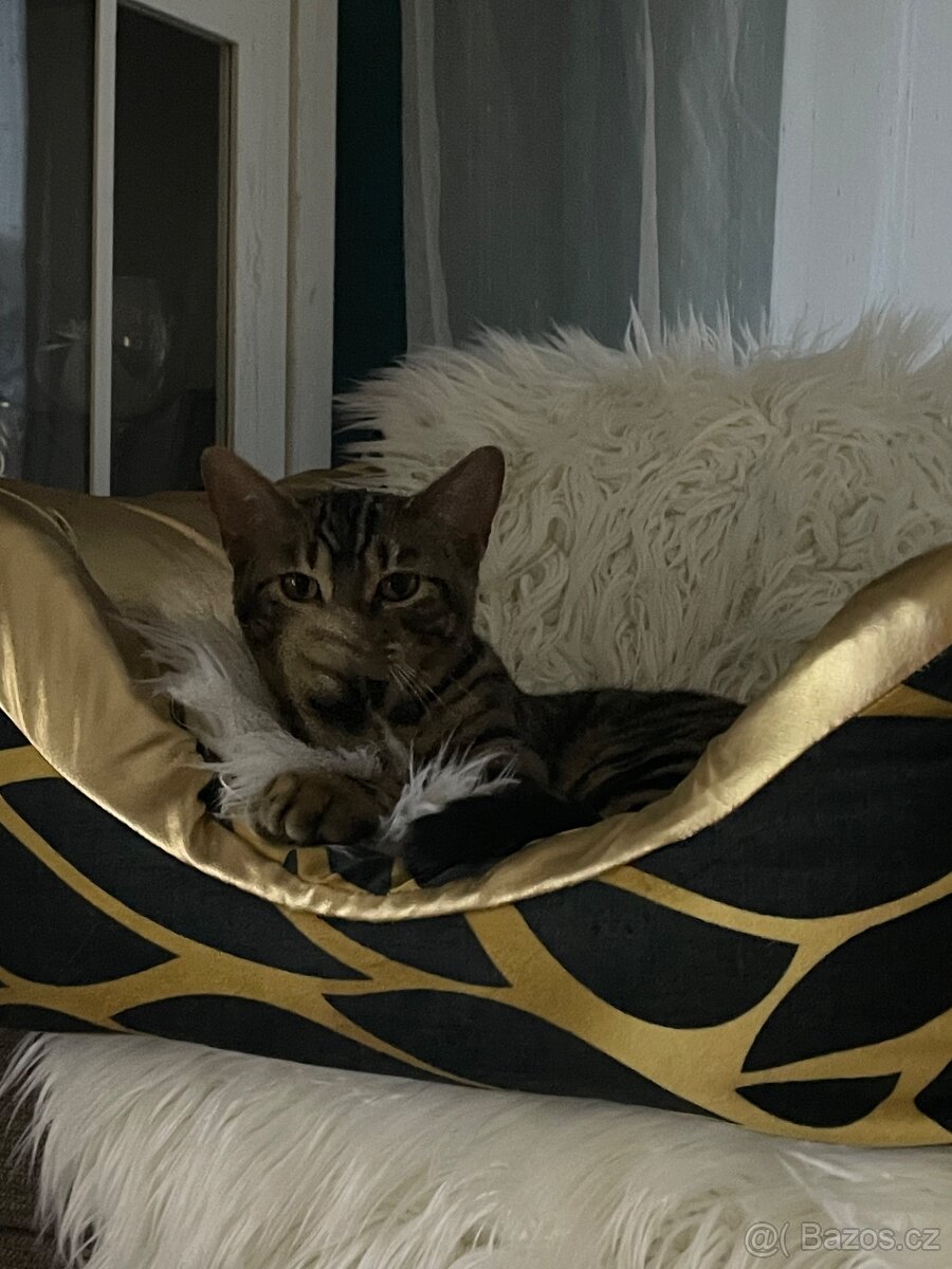 Bengálská kočka s PP - 3