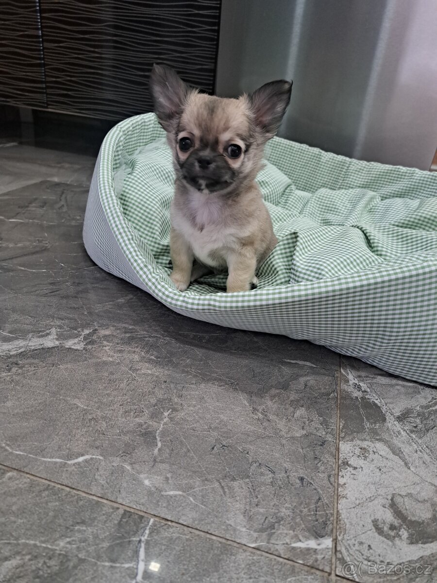 Čivava štěňátka kluci - 3