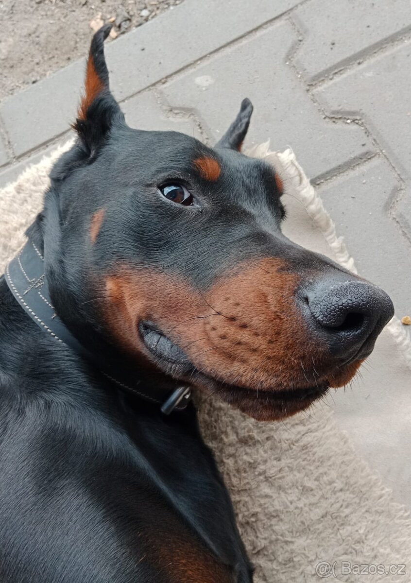 Krytí pes Dobrman - 3