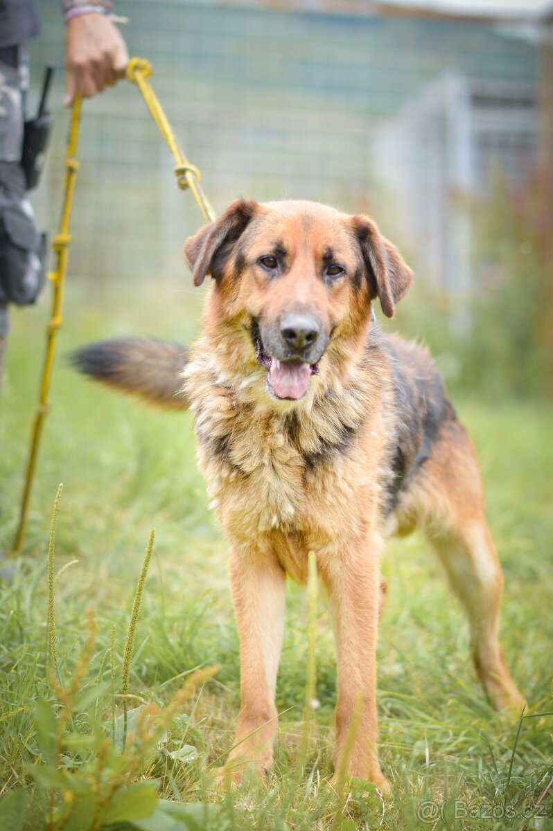 Shadow - x Německý ovčák, Hodně bláznivý aktivní kluk,4 roky - 3