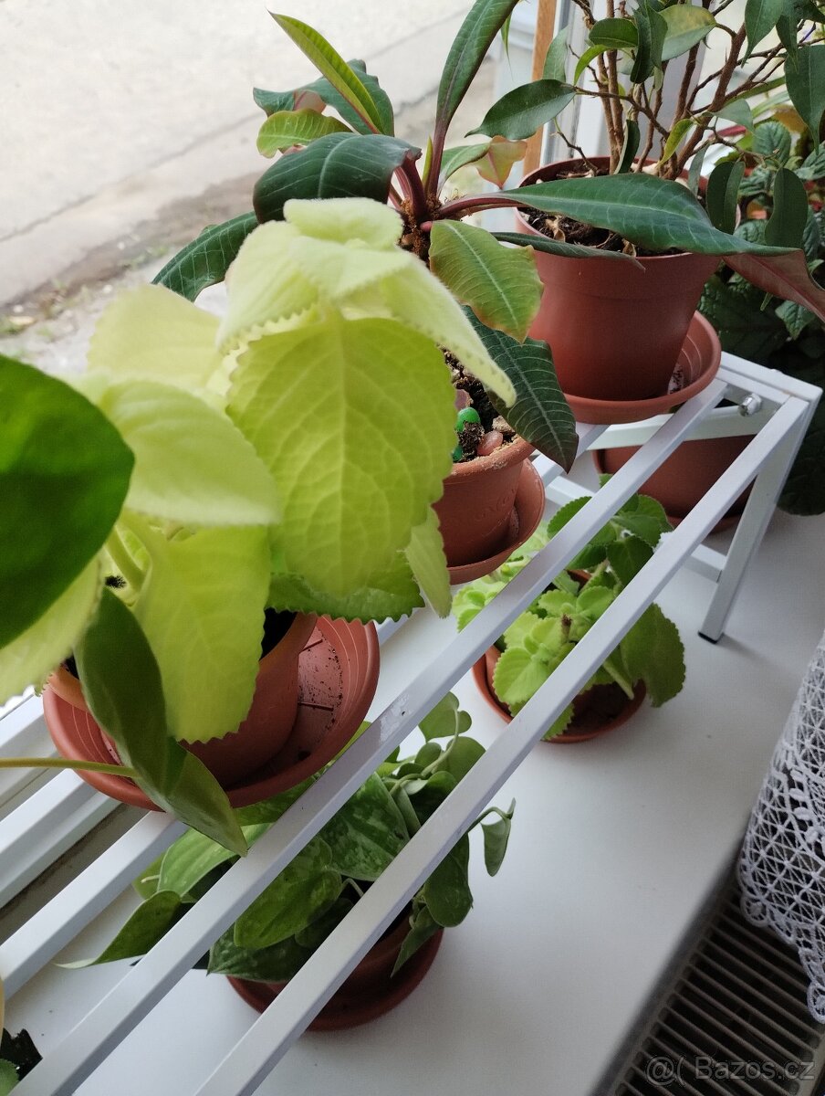 Pokojové rostliny - 3