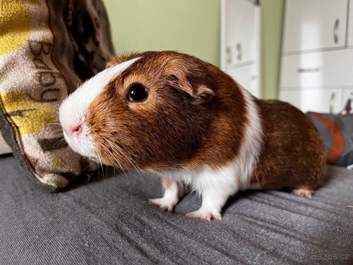 Daruji morčata samečci - 3