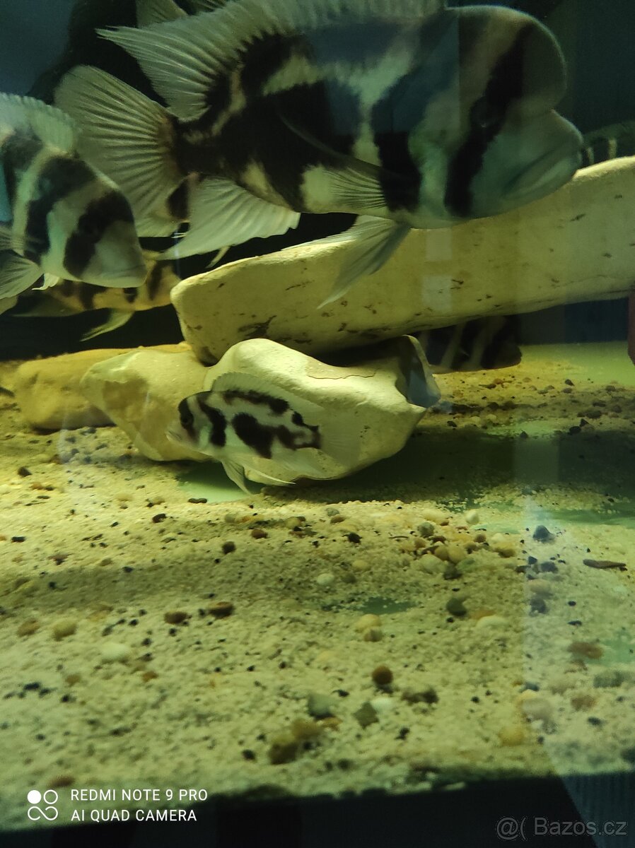 Frontosa Burundi - 3