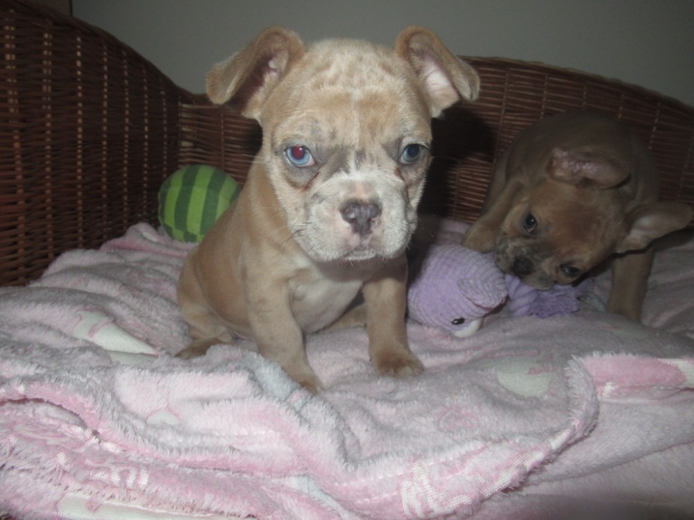 Francouzský buldoček - 3