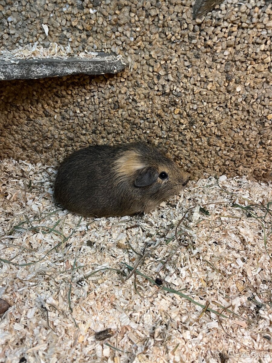 Morče chlapeček nar. 30.12.2025 - 3