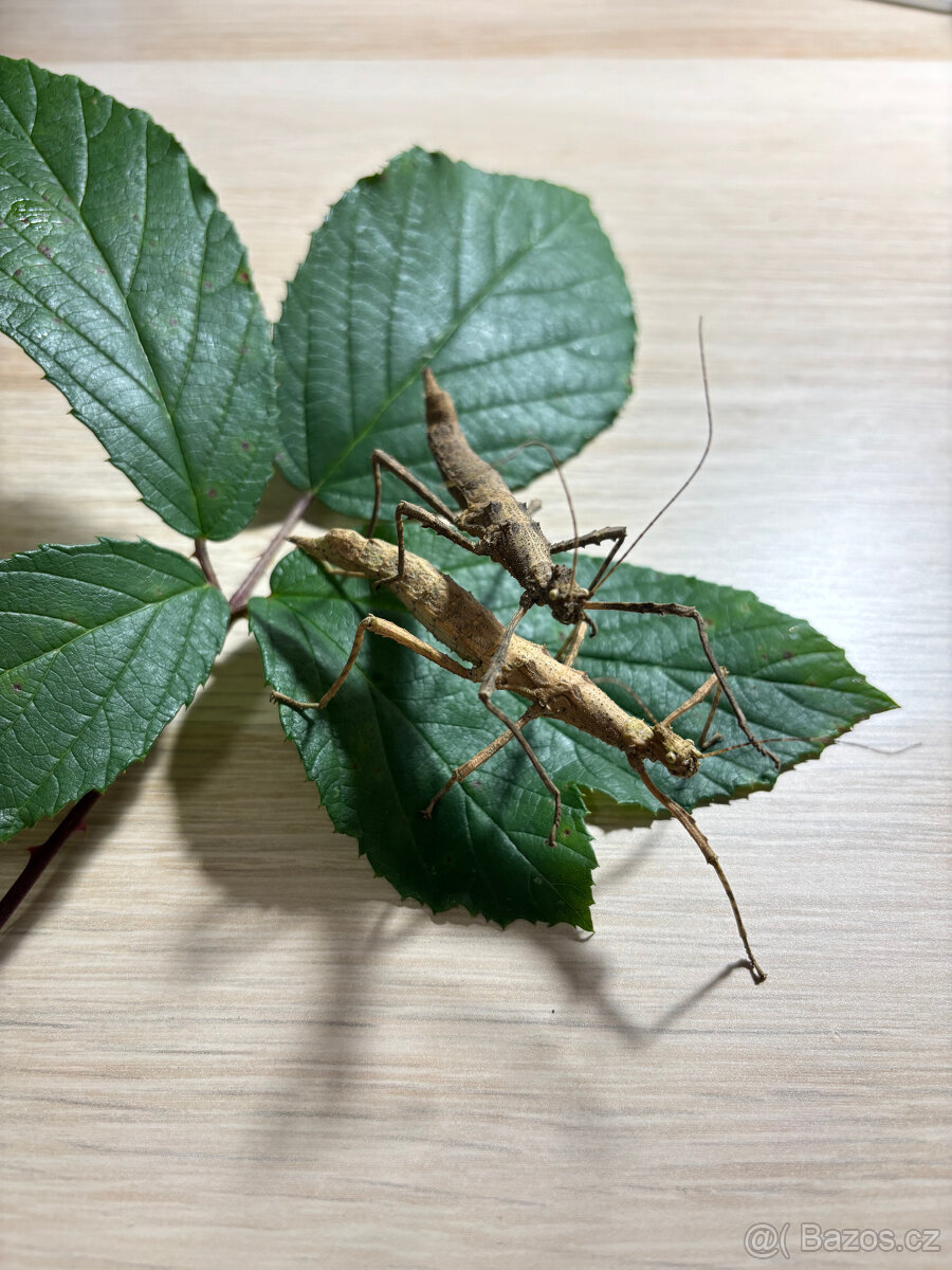 Strašilka filipínská - 3