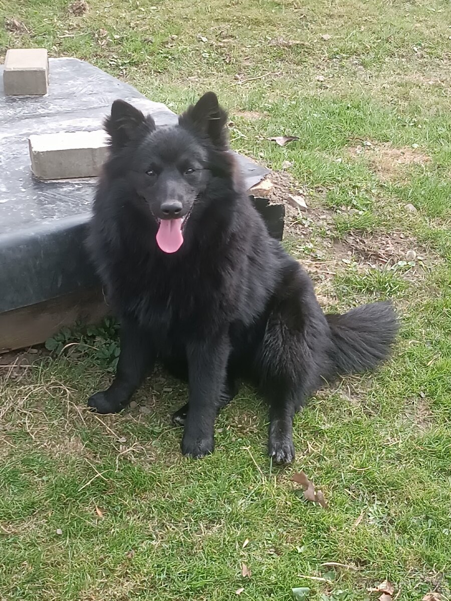 Německý špic velký - 3