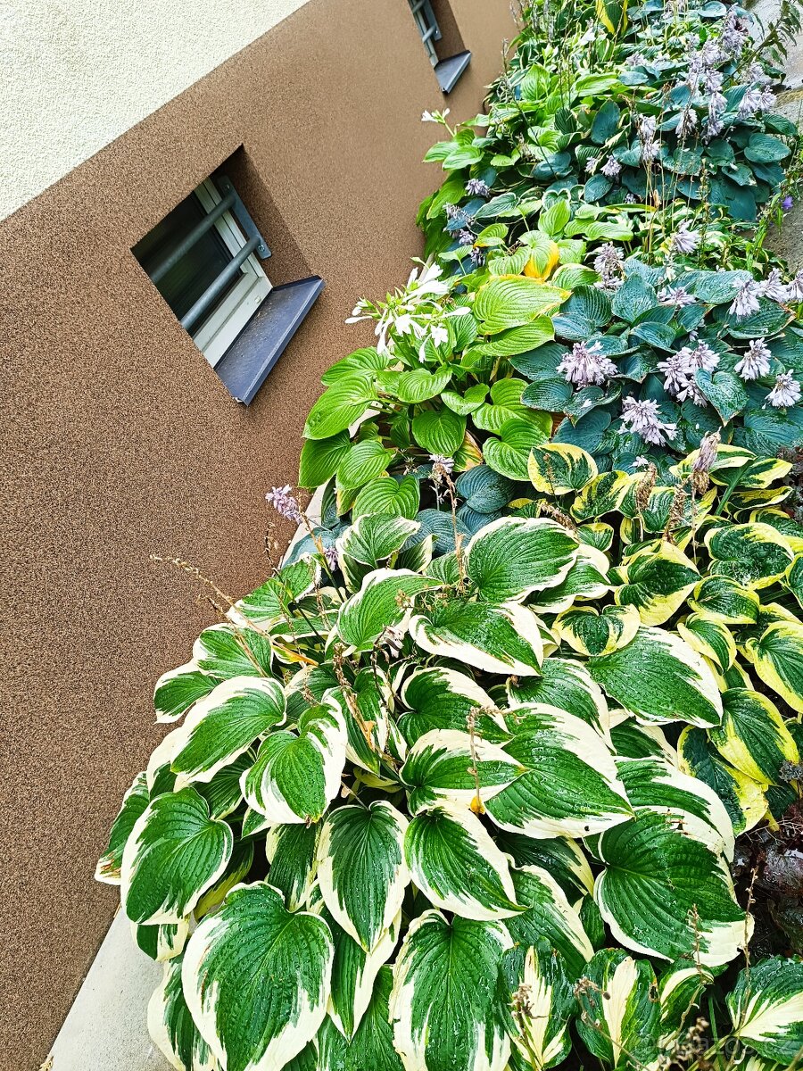 Hosta z vlastní zahrádky - 3