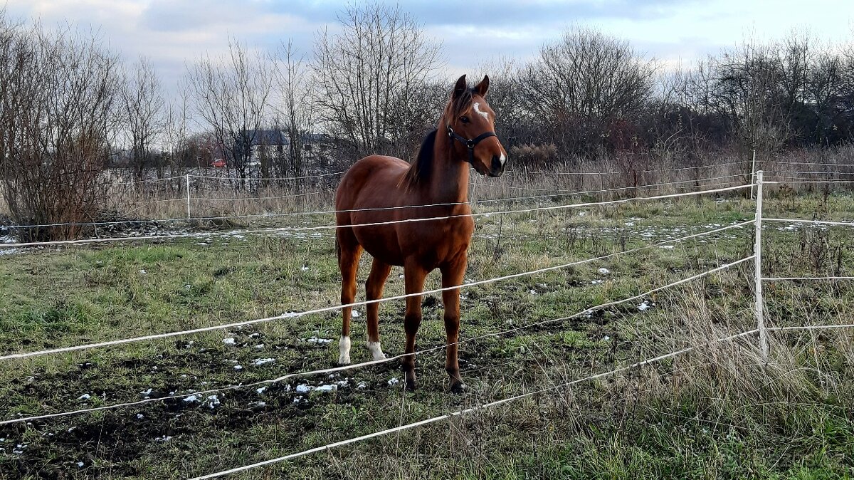 Český sportovní pony - 3