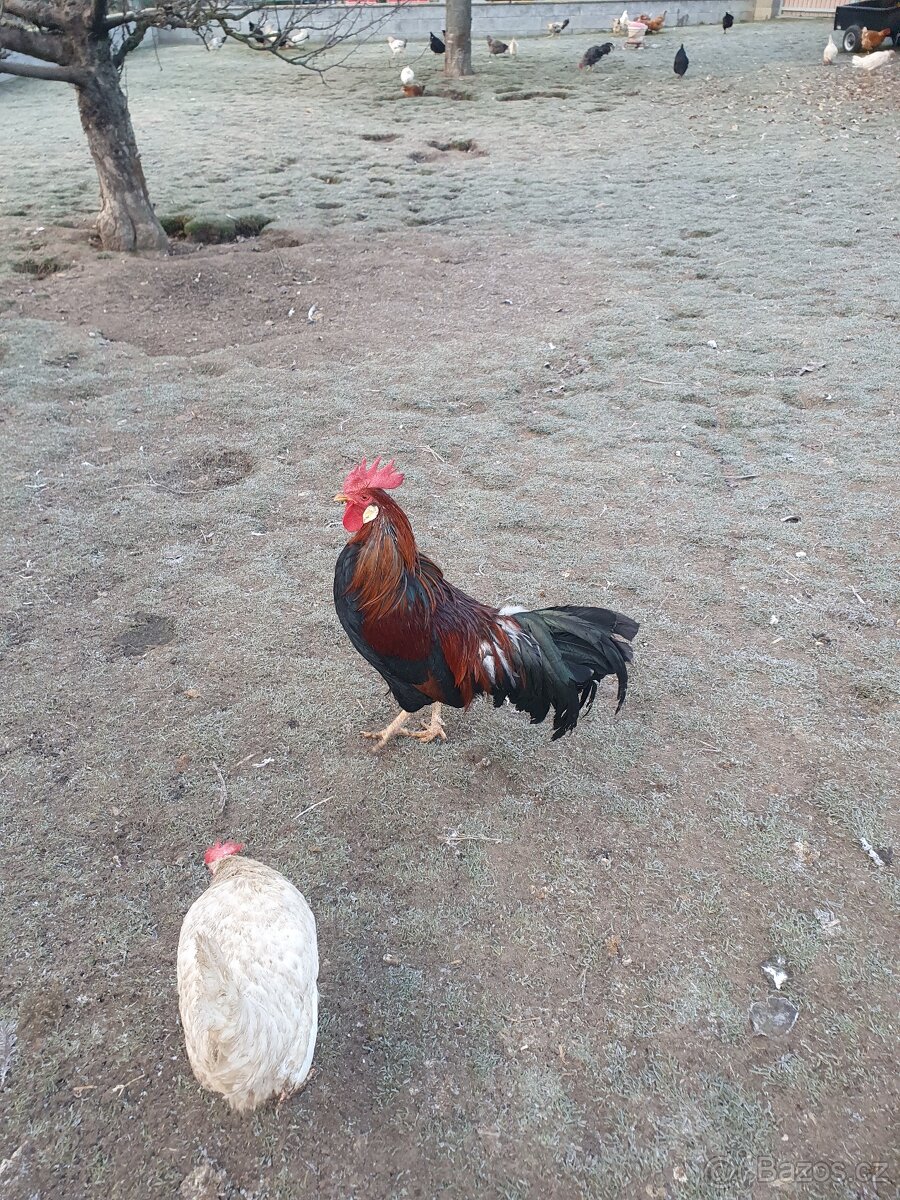 Prodám mladé kohouty - 3