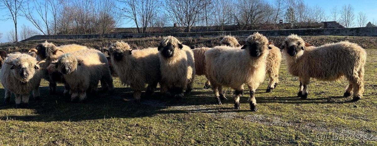 Stádo walliserské černonosé ovce - 3