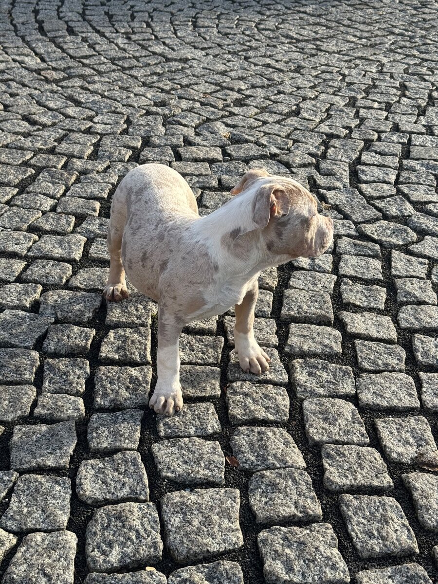 American Bully štěňátka - 3