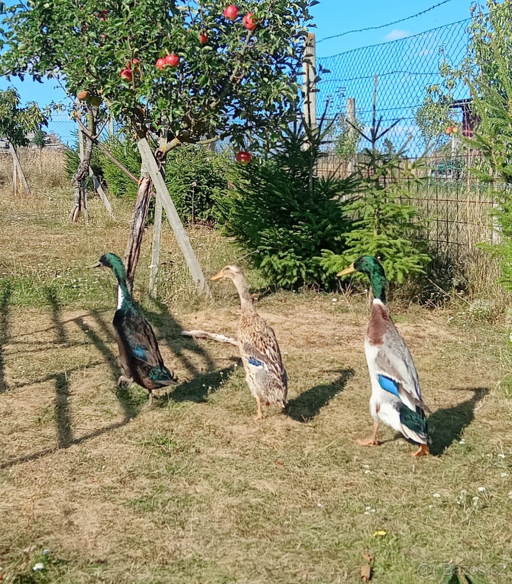 Indický běžec - kačer - 3