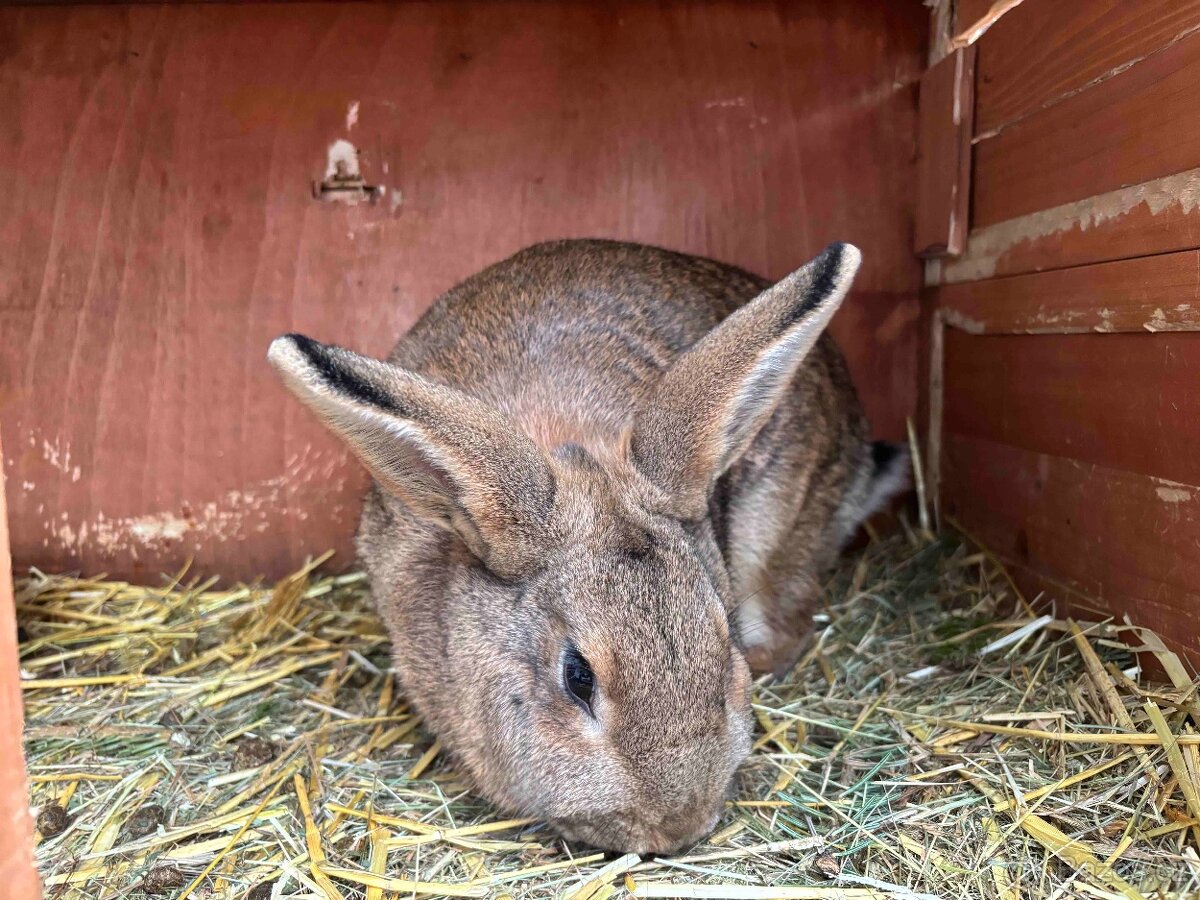 Samice činčila-vídeňský modrý - 3