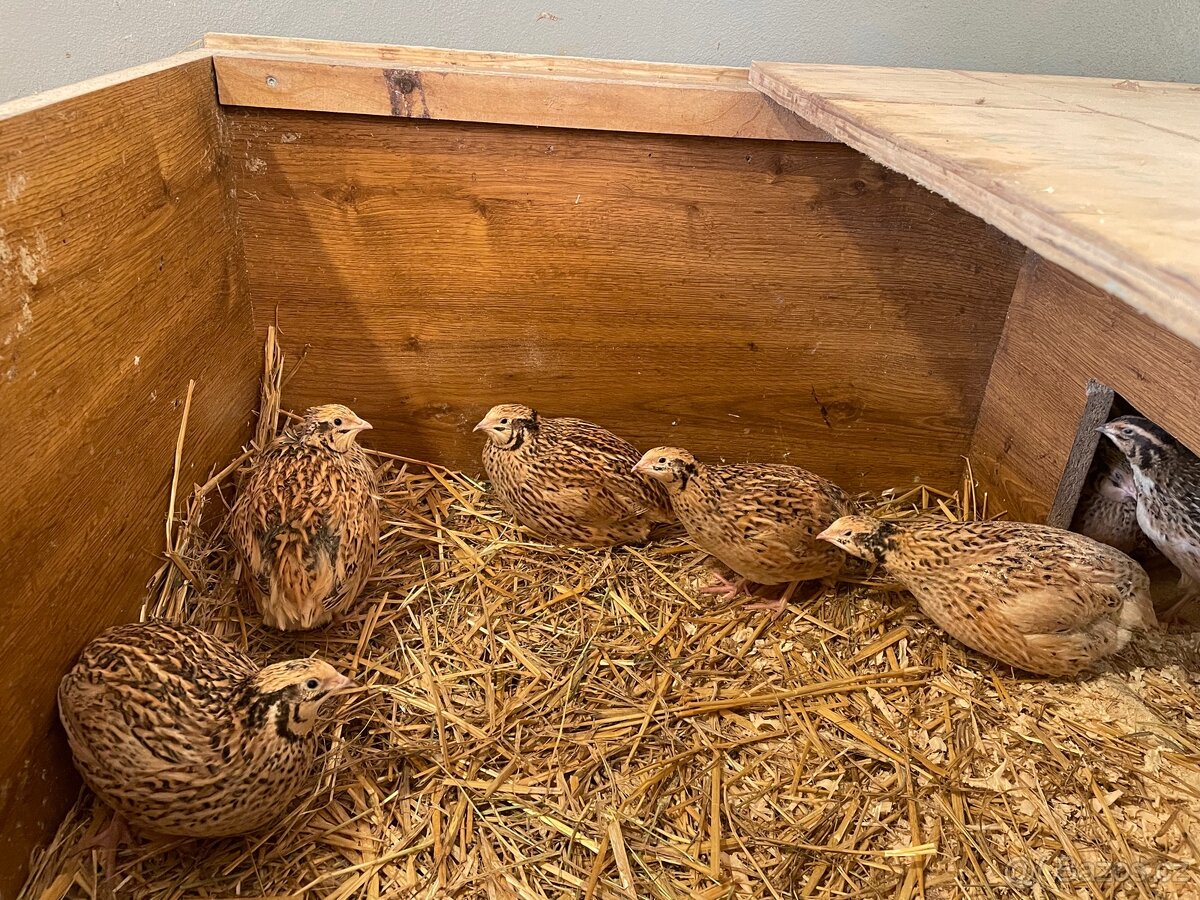 Křepelčí vajíčka - 3