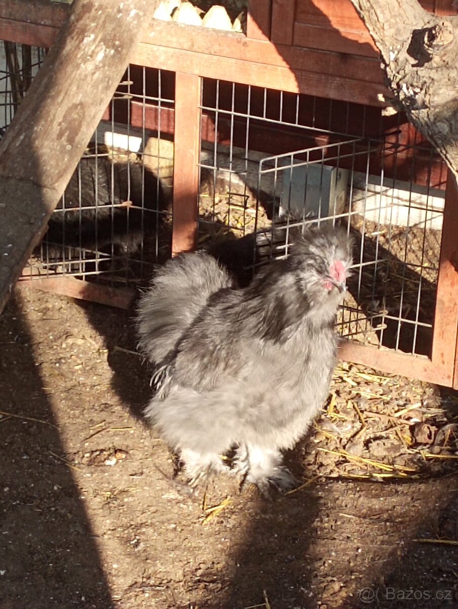 Kohoutek USA hedvabnicka modrá - 3