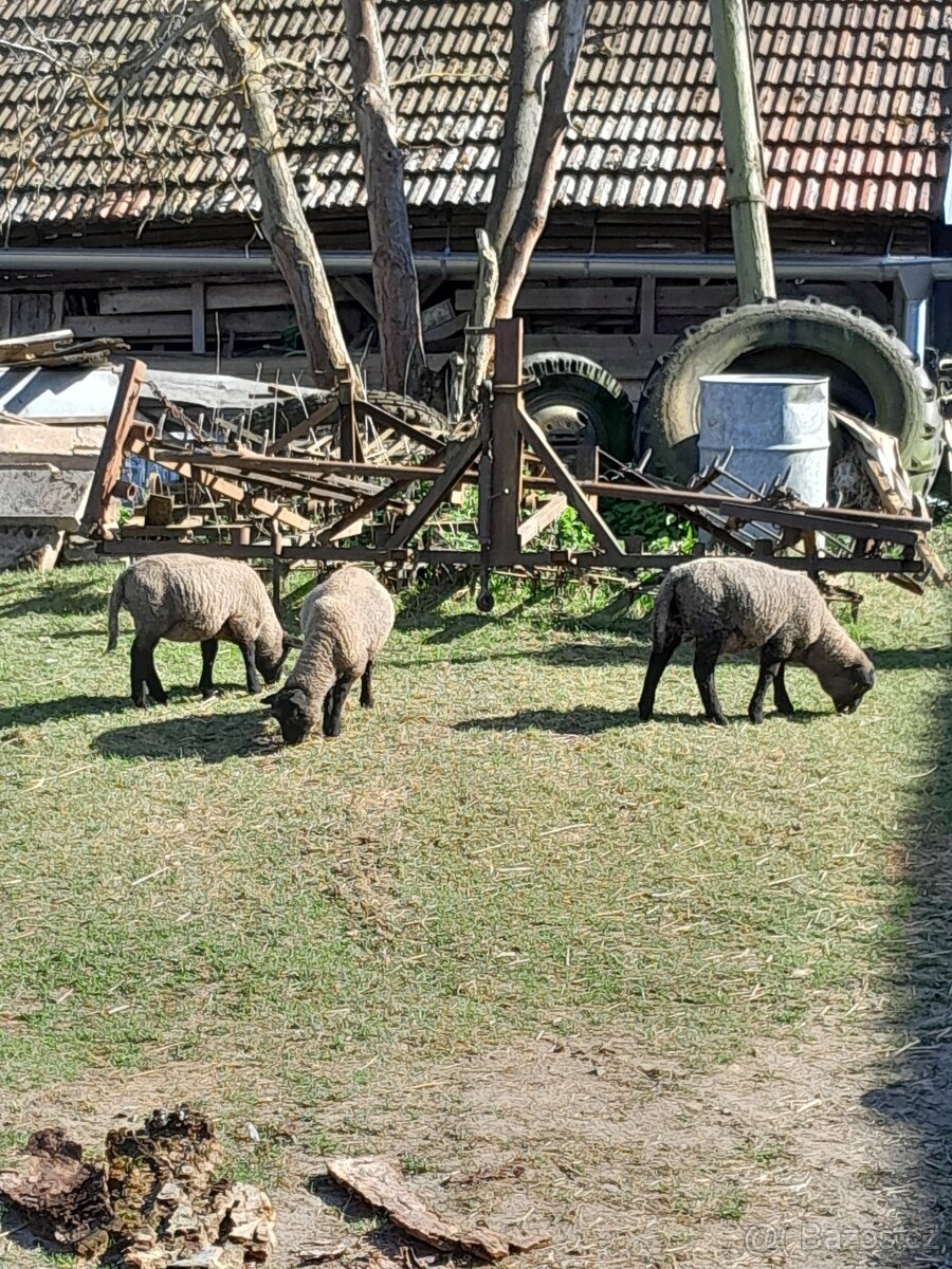 Prodám jehňata - 3