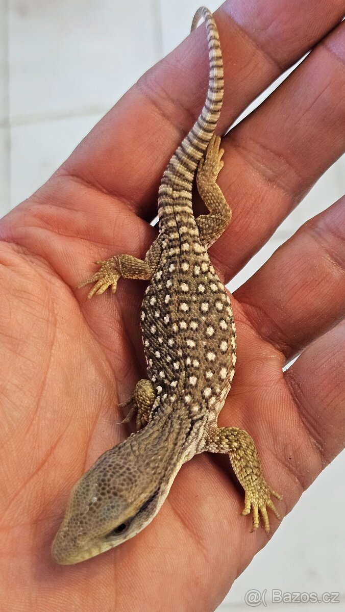 Varanus exanthemanticus - 3