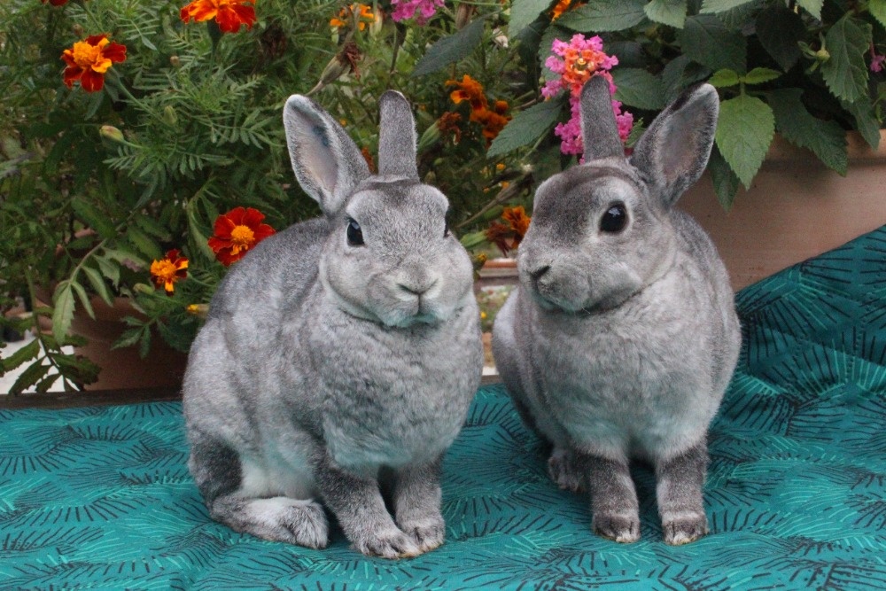 Zakrslý Rexík činčilový s PP - 3