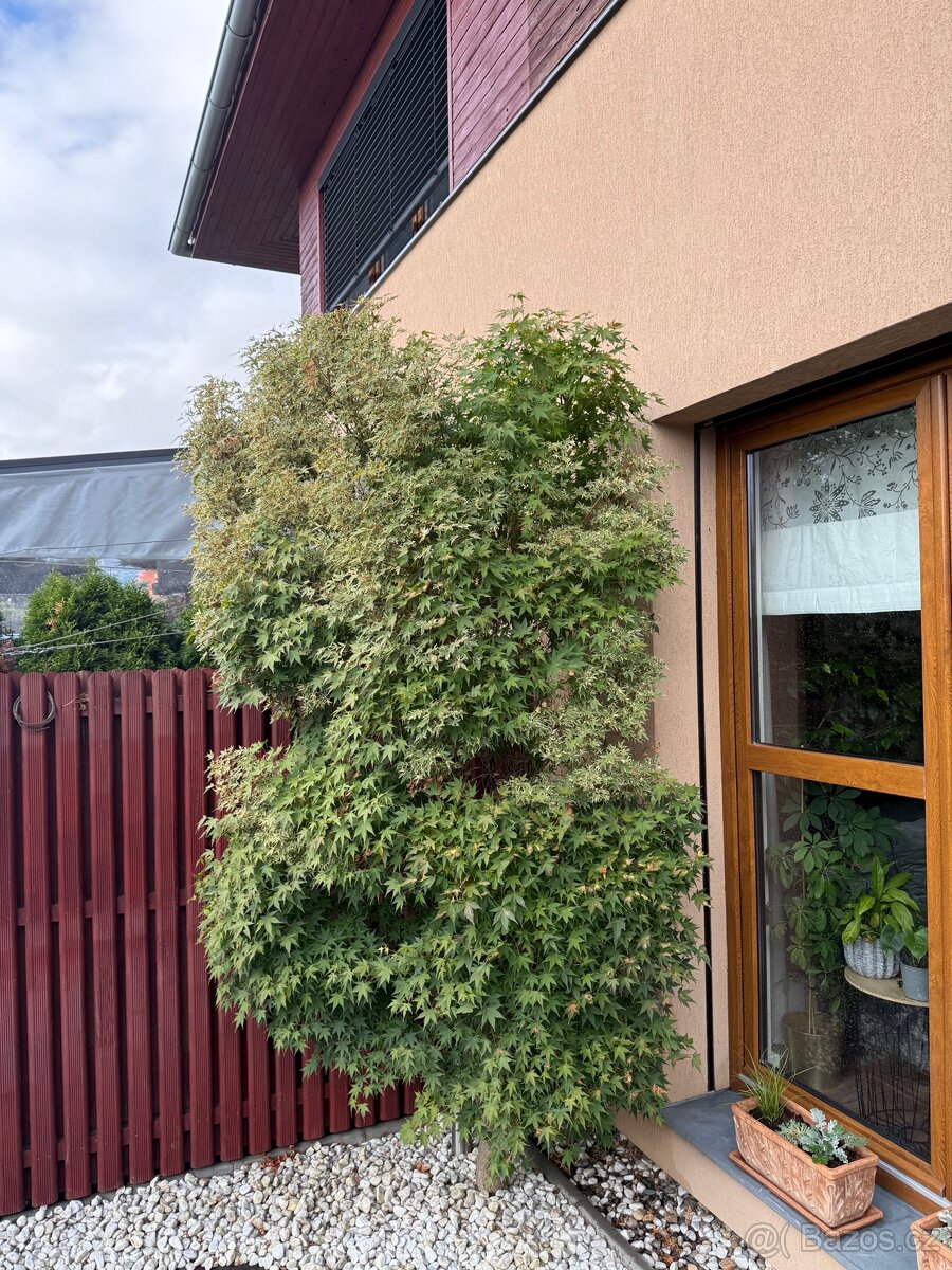 Strom Japonský Javor - 3