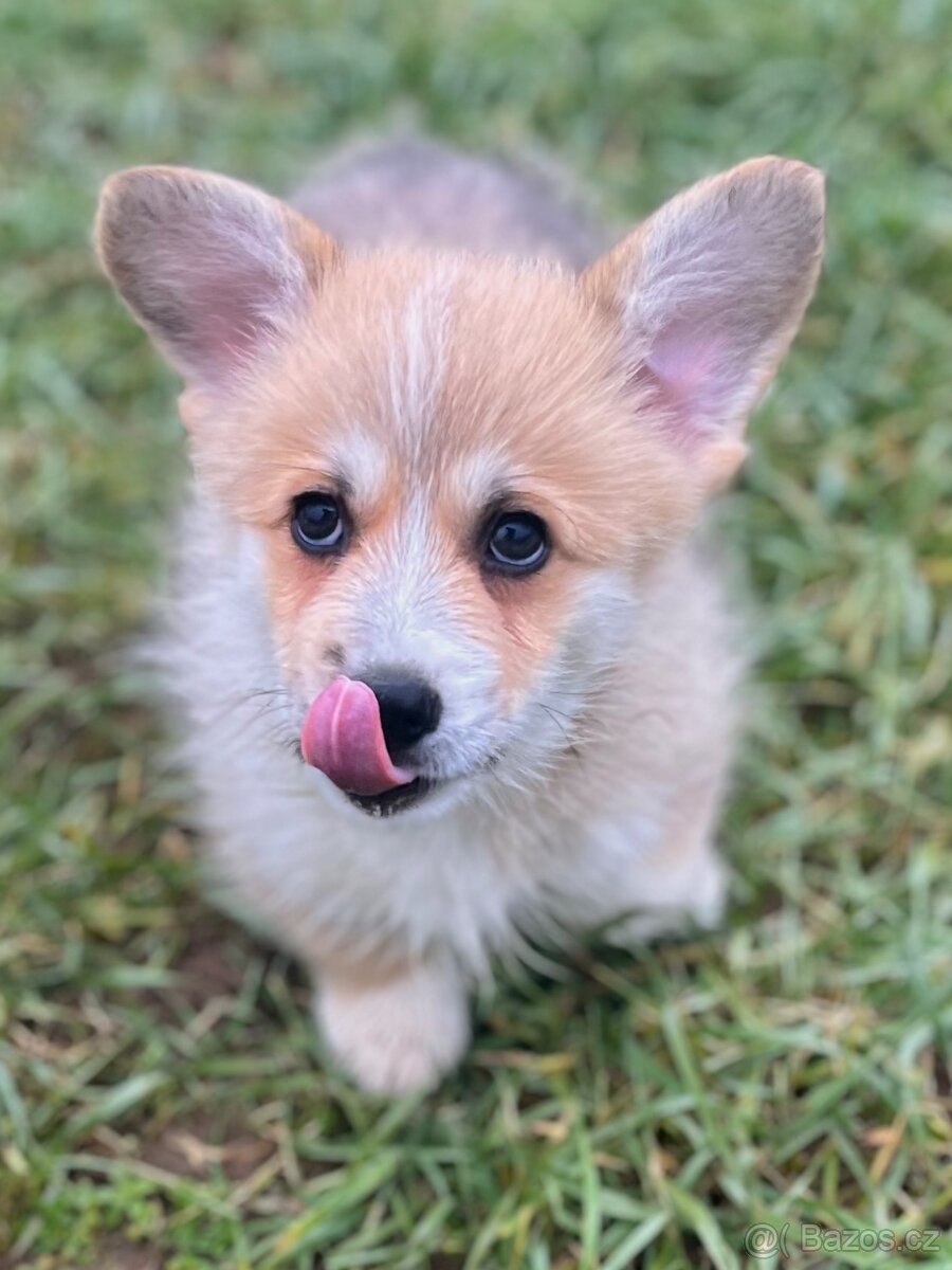 Welsh Corgi Pembroke s PP - 3