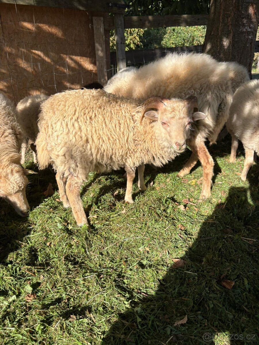 Quessantska ovce - 3