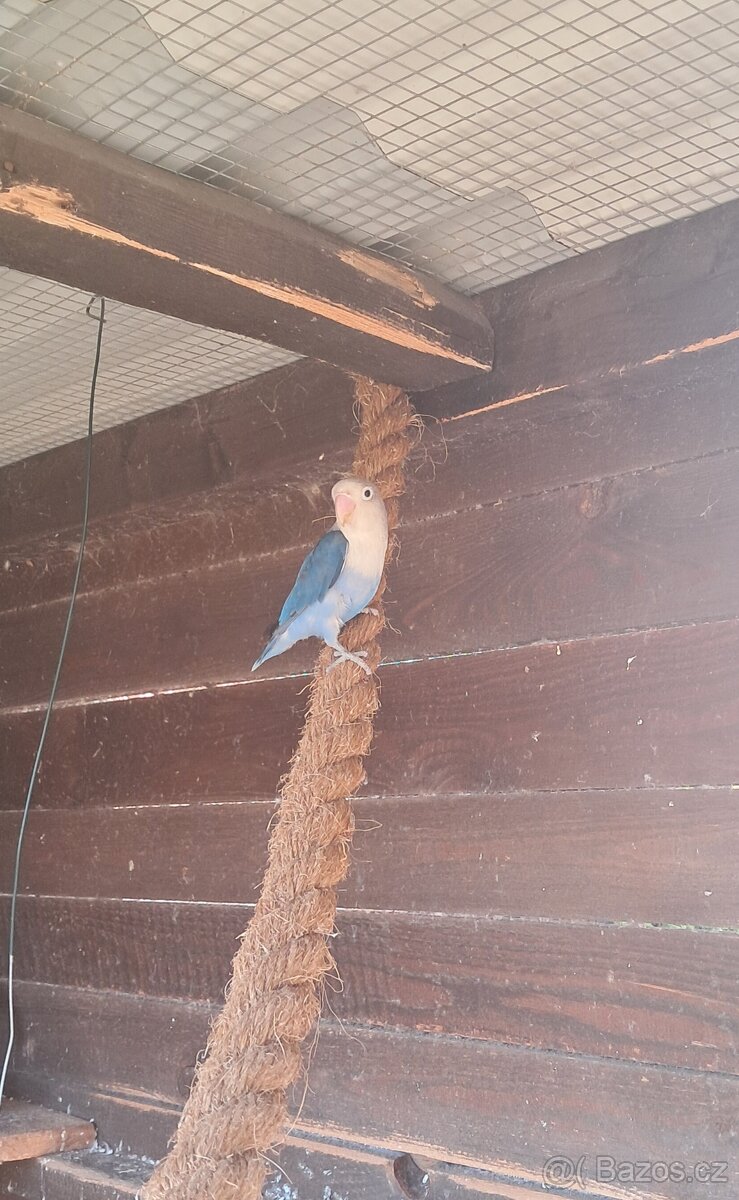 Agapornis Fischer - 3