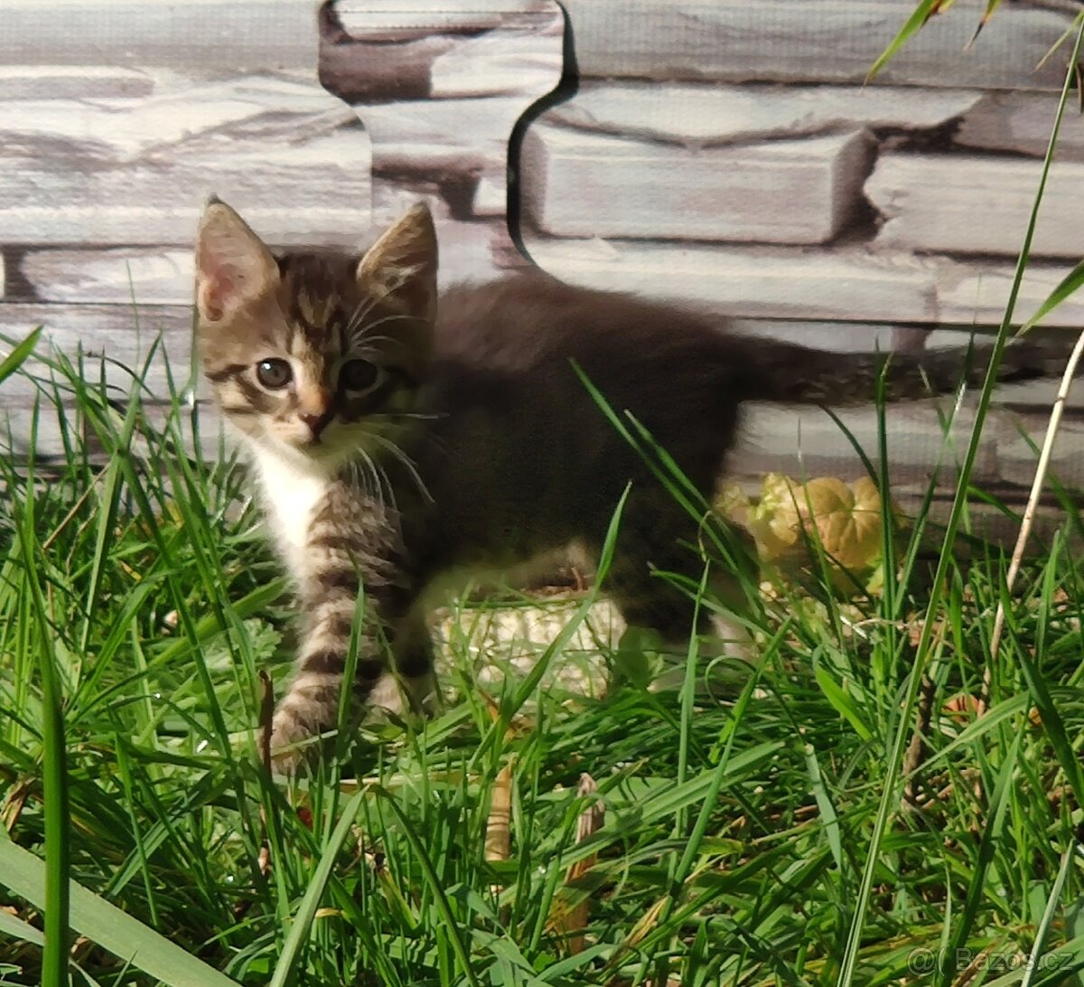 Mainská mývalí koťata - 3