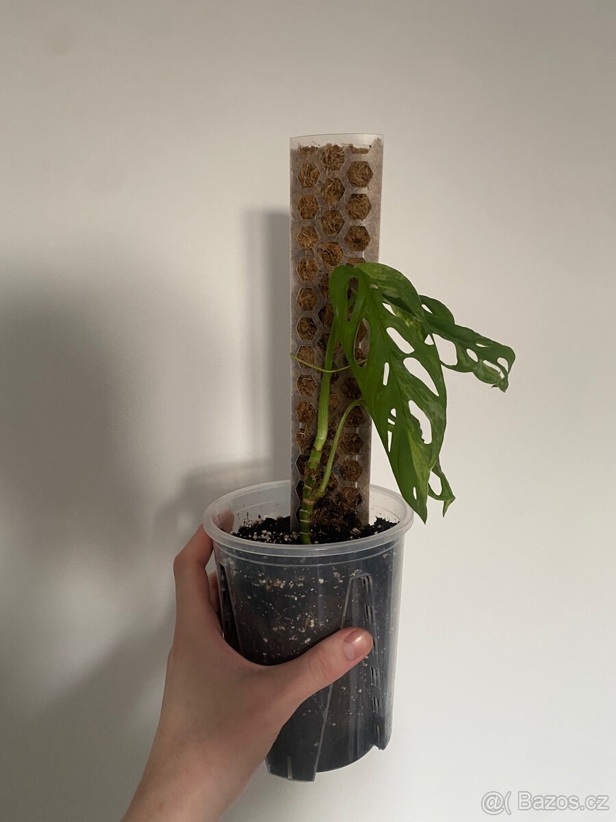 Monstera Indonesian Marbel - 3