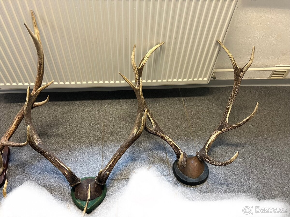 3 ks velkého Paroží - 3