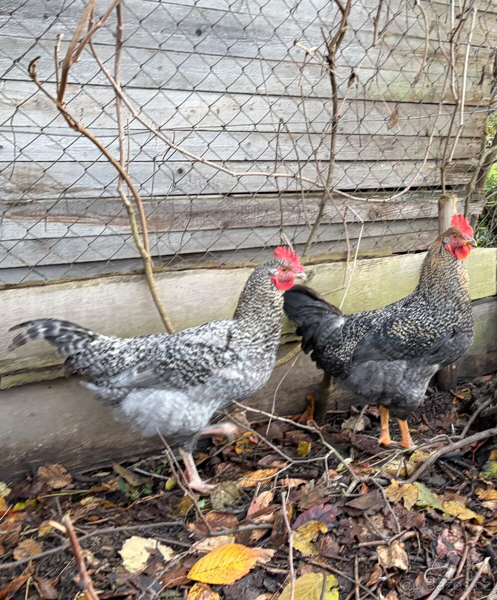 Letošní kohoti - 3