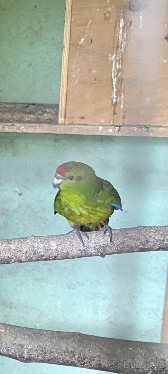 Kakariky rudočelé - 3