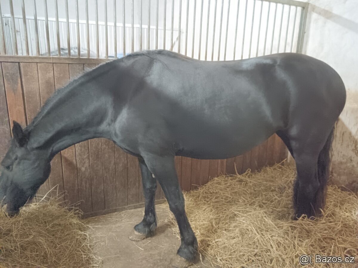 LUXUSNÍ TOP FRÍSKÁ KLISNA FRÍSKÝ KŮŇ - 3