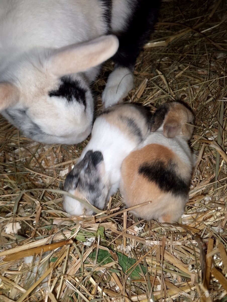 Zakrsli králíčci - 3