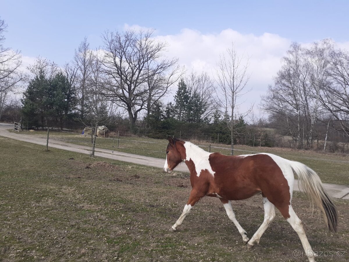 Prodám hřebečka APH - 3