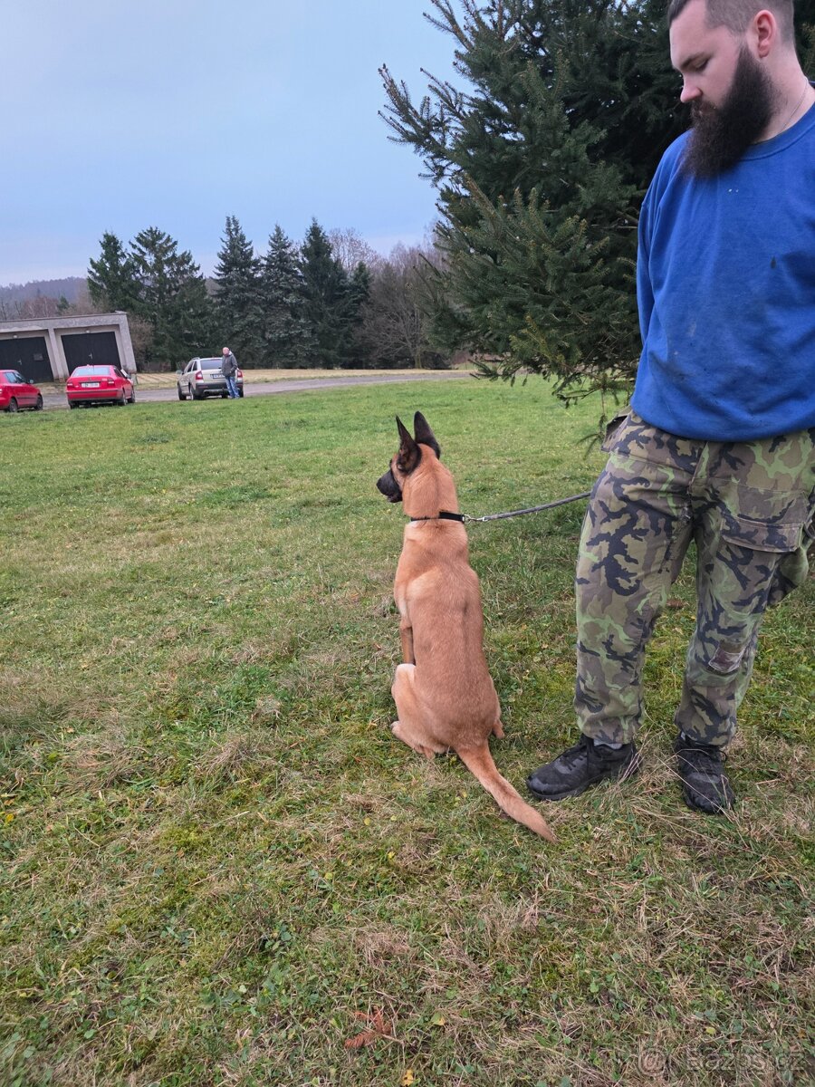 Belgický ovčák malinois s PP - 3