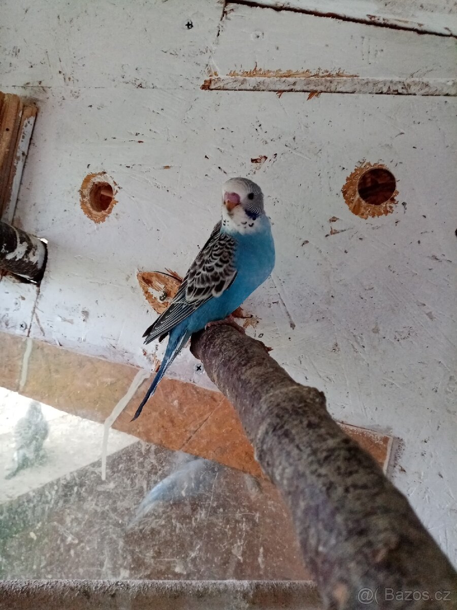 Andulka vlnkovana - 3