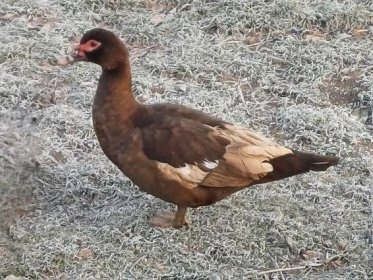 PRODÁM MLADÉ PIŽMOVKY VELKÉ KRÁSNÝCH BAREV - 3