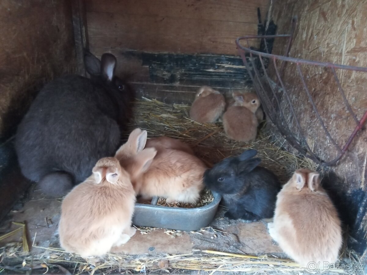 Domácí králíky-kuchyňská úprava - 3