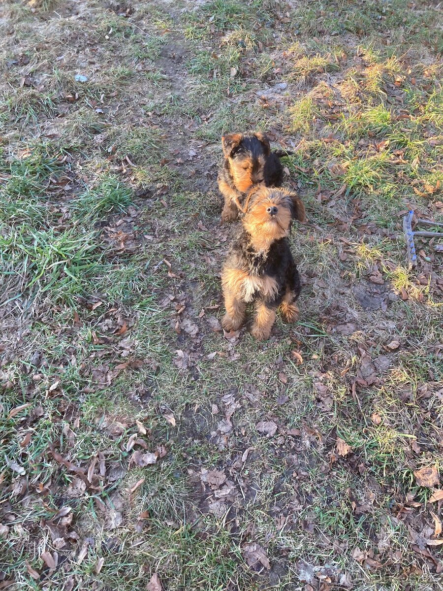 Nabídka štěňat - 3