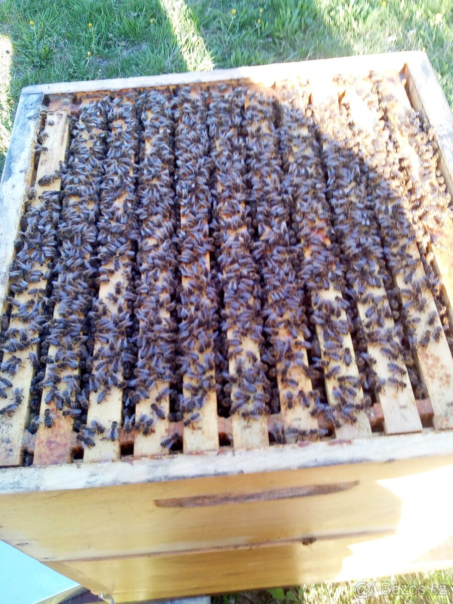 Vyzimovaná včelstva - 3