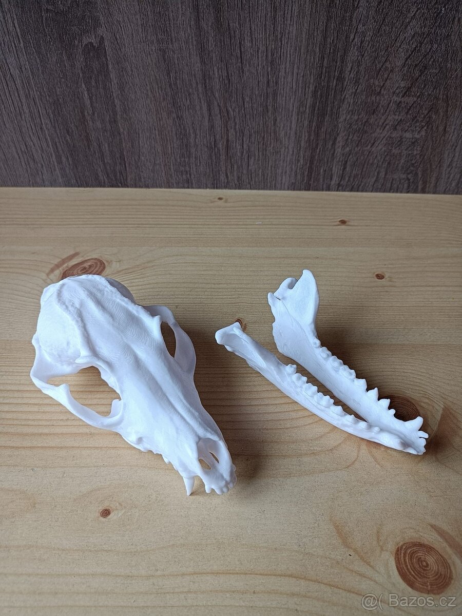 3D tisk-replika lebky vlka - 3