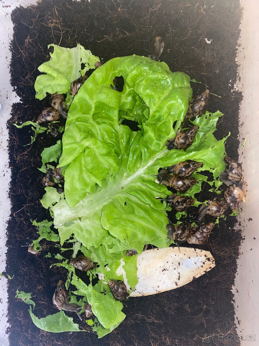 Afričtí šneci achatina - 3