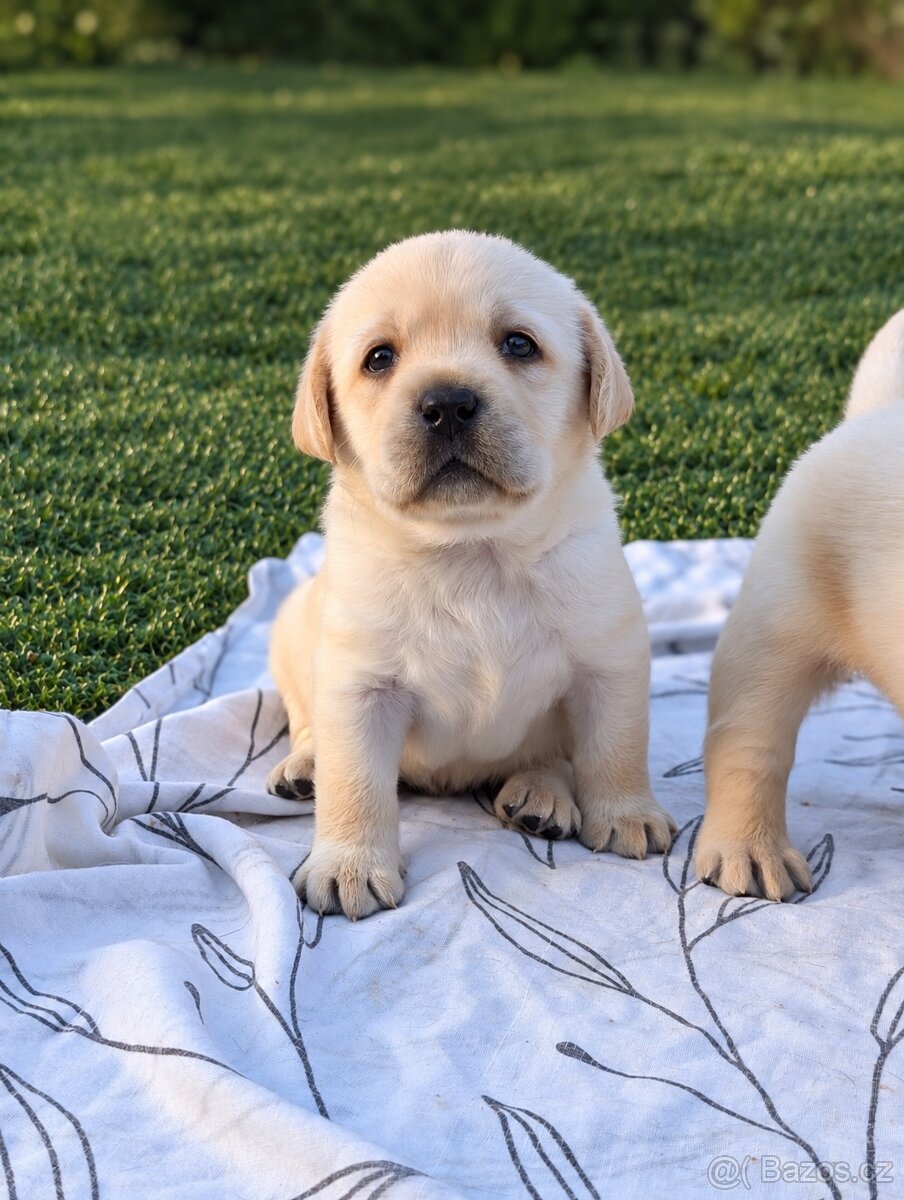 Labrador - 3
