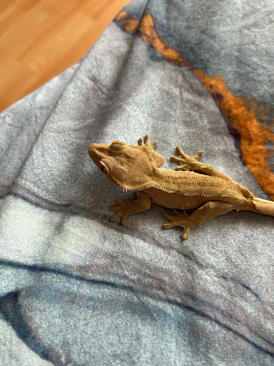 Prodám Pagekony řasnatý (Correlophus ciliatus) - 3